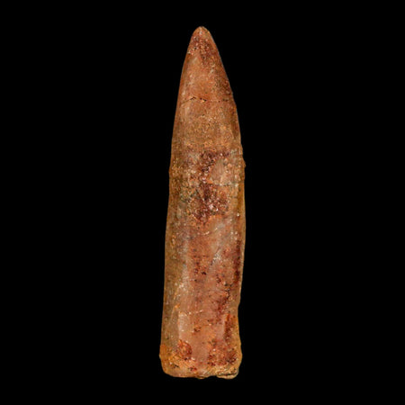 1.6" Rebbachisaurus Sauropod Fossil Tooth Early Cretaceous Dinosaur COA, Display