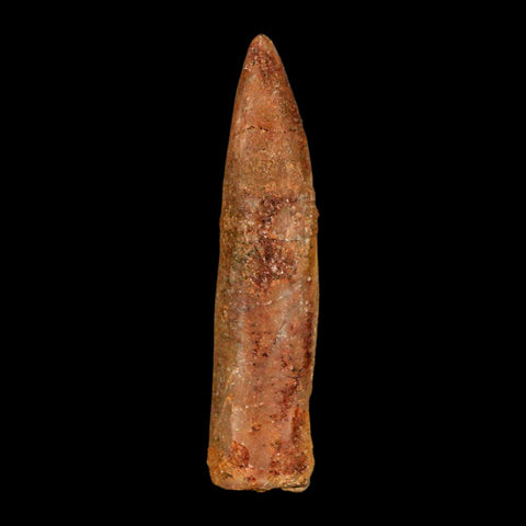 1.6" Rebbachisaurus Sauropod Fossil Tooth Early Cretaceous Dinosaur COA, Display - Fossil Age Minerals