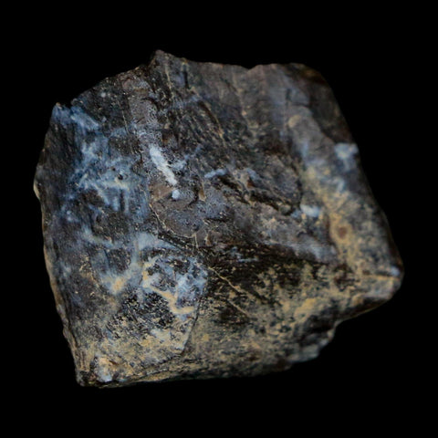 0.8" Tyrannosaurus Rex Fossil Bone Dinosaur Lance Creek Formation Wyoming COA