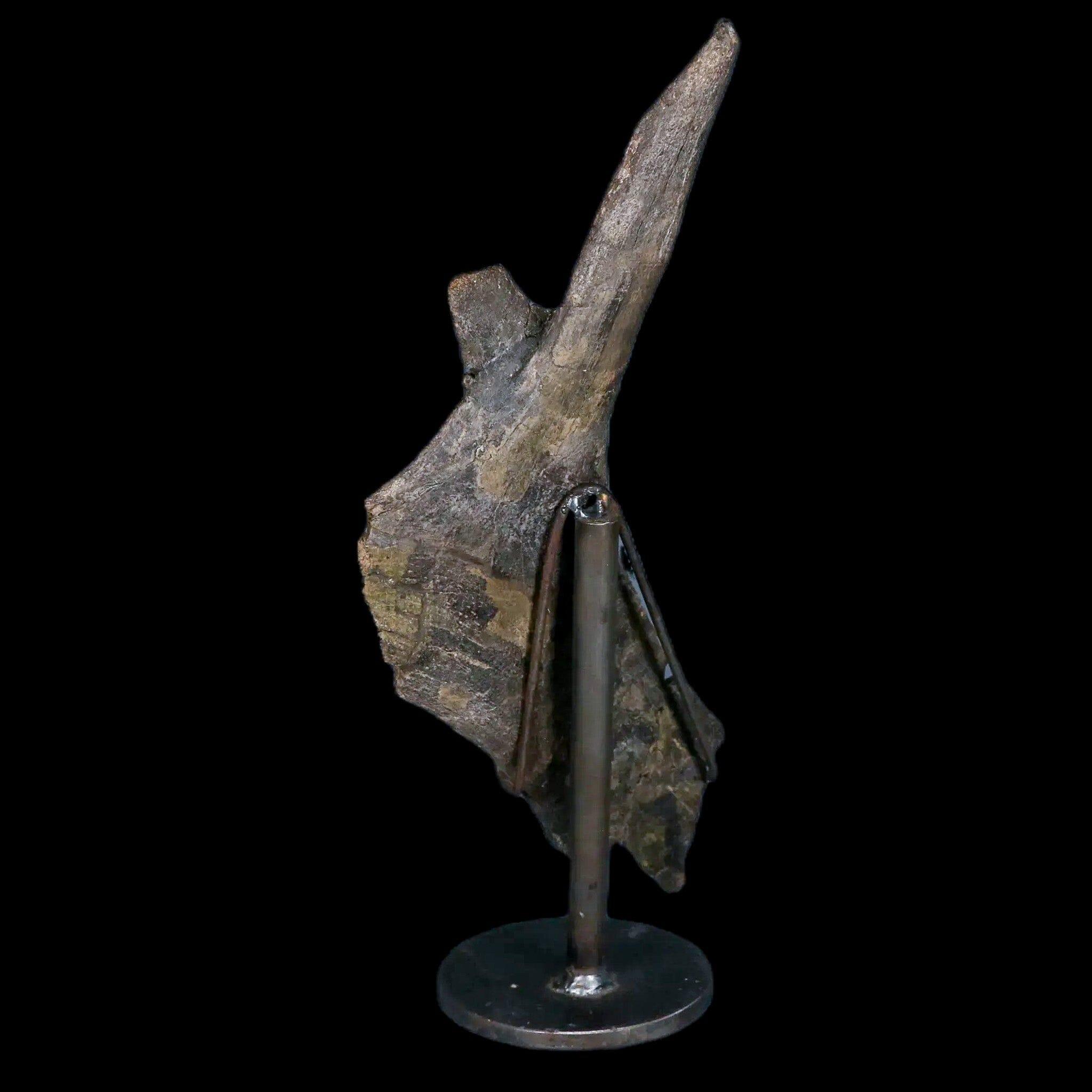 8" Juvenile Hypacrosaurus Dinosaur Fossil Pubis Two Medicine MT COA Metal Stand - Fossil Age Minerals