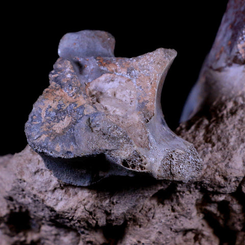 10.9" Running Rhino Hyracodon Nebrascensis Fossil Jaw Skull Teeth SD Badlands COA - Fossil Age Minerals