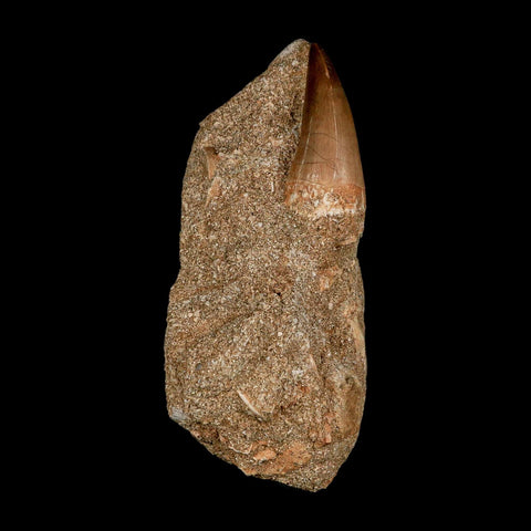 1.4" Mosasaur Baugei Fossil Tooth In Matrix Cretaceous Dinosaur Era COA - Fossil Age Minerals