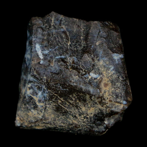 0.8" Tyrannosaurus Rex Fossil Bone Dinosaur Lance Creek Formation Wyoming COA