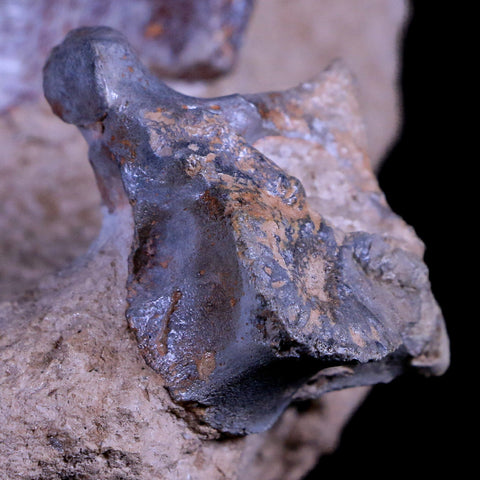 10.9" Running Rhino Hyracodon Nebrascensis Fossil Jaw Skull Teeth SD Badlands COA - Fossil Age Minerals