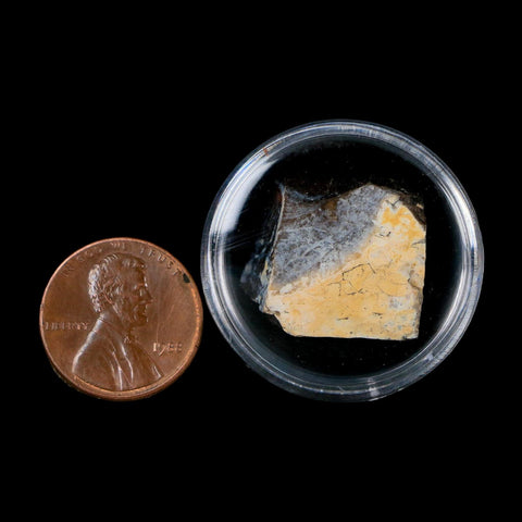 0.8" Tyrannosaurus Rex Fossil Bone Dinosaur Lance Creek Formation Wyoming COA