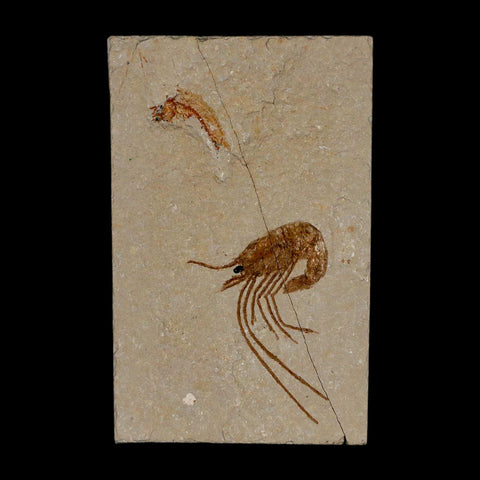 1.5" Fossil Shrimp Carpopenaeus Cretaceous Age 100 Mil Yrs Old Lebanon COA - Fossil Age Minerals