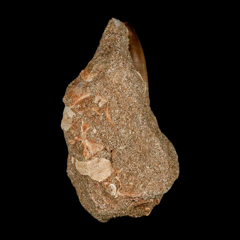 1.4" Mosasaur Baugei Fossil Tooth In Matrix Cretaceous Dinosaur Era COA - Fossil Age Minerals