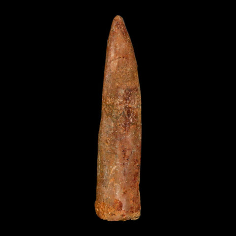 1.6" Rebbachisaurus Sauropod Fossil Tooth Early Cretaceous Dinosaur COA, Display - Fossil Age Minerals