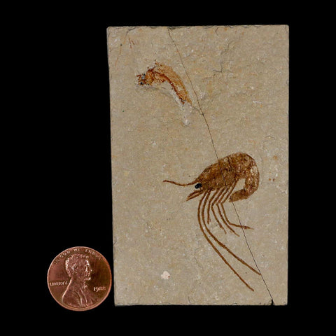 1.5" Fossil Shrimp Carpopenaeus Cretaceous Age 100 Mil Yrs Old Lebanon COA - Fossil Age Minerals
