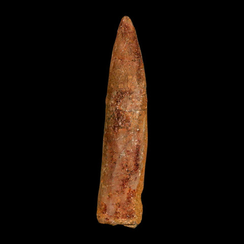 1.6" Rebbachisaurus Sauropod Fossil Tooth Early Cretaceous Dinosaur COA, Display - Fossil Age Minerals