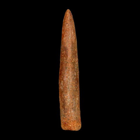 1.6" Rebbachisaurus Sauropod Fossil Tooth Early Cretaceous Dinosaur COA, Display - Fossil Age Minerals