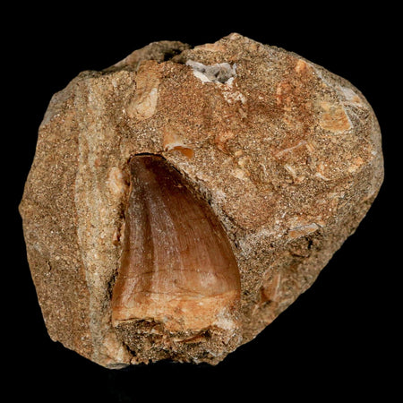 1.5" Mosasaur Prognathodon Fossil Tooth In Matrix Cretaceous Dinosaur Era COA