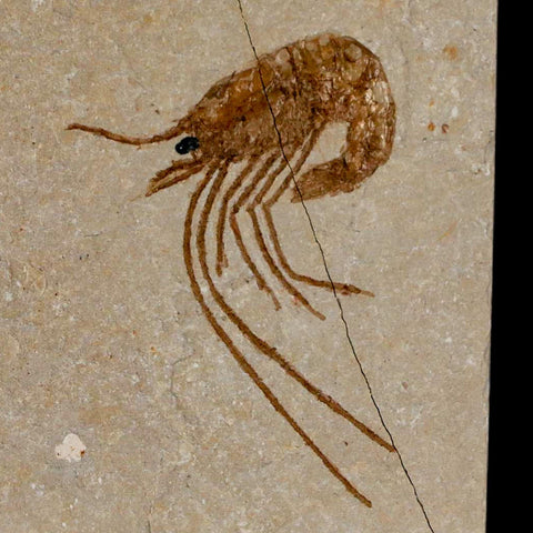 1.5" Fossil Shrimp Carpopenaeus Cretaceous Age 100 Mil Yrs Old Lebanon COA - Fossil Age Minerals