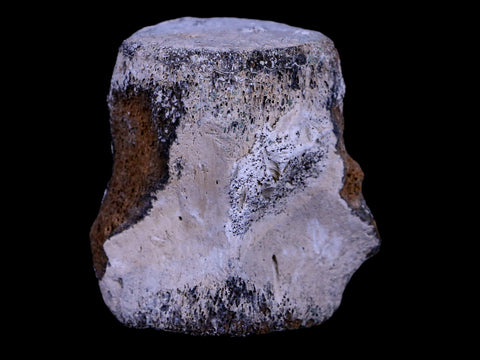 2.3" Fossil Whale Vertebrae York Town Formation Aurora, NC Miocene Age - Fossil Age Minerals