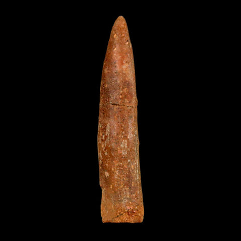 1.6" Rebbachisaurus Sauropod Fossil Tooth Early Cretaceous Dinosaur COA, Display - Fossil Age Minerals
