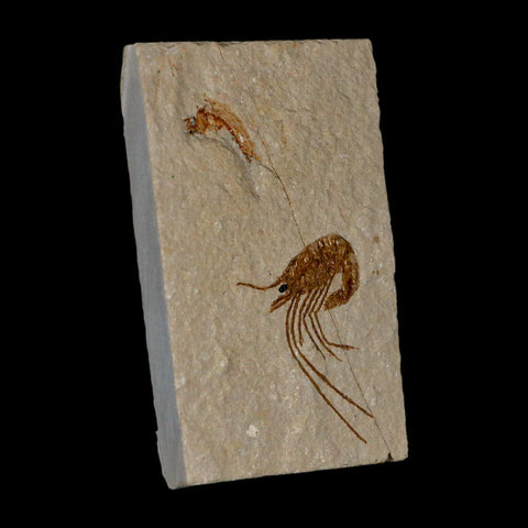 1.5" Fossil Shrimp Carpopenaeus Cretaceous Age 100 Mil Yrs Old Lebanon COA - Fossil Age Minerals