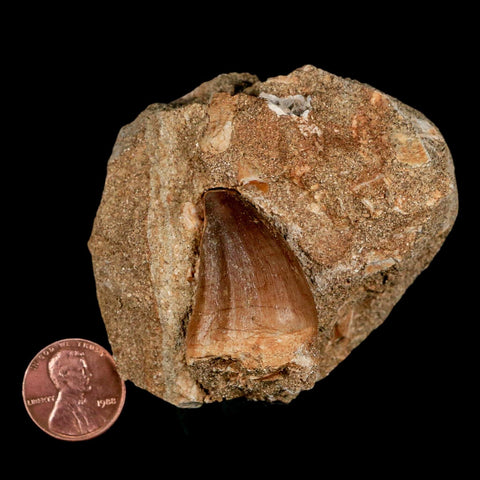 1.5" Mosasaur Prognathodon Fossil Tooth In Matrix Cretaceous Dinosaur Era COA - Fossil Age Minerals