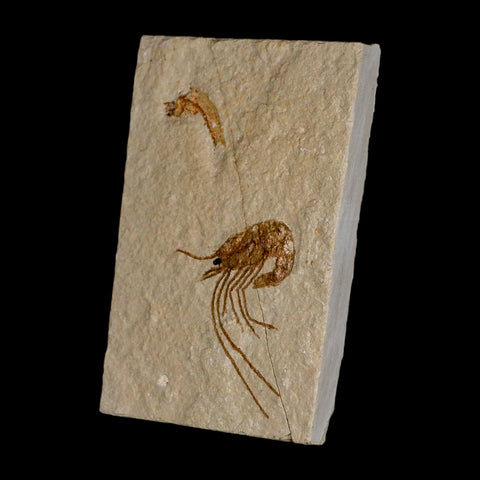 1.5" Fossil Shrimp Carpopenaeus Cretaceous Age 100 Mil Yrs Old Lebanon COA - Fossil Age Minerals