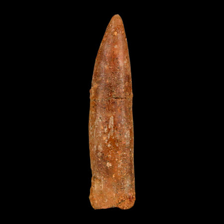 1.6" Rebbachisaurus Sauropod Fossil Tooth Early Cretaceous Dinosaur COA, Display