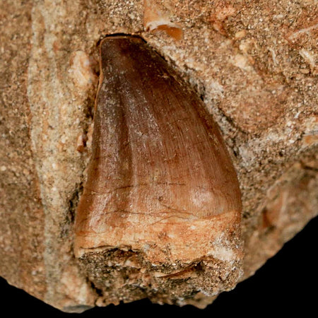 1.5" Mosasaur Prognathodon Fossil Tooth In Matrix Cretaceous Dinosaur Era COA