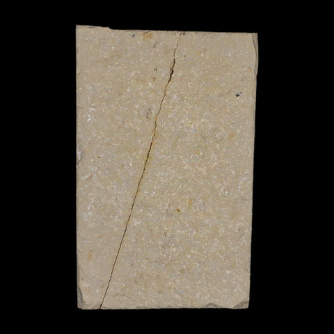 1.5" Fossil Shrimp Carpopenaeus Cretaceous Age 100 Mil Yrs Old Lebanon COA - Fossil Age Minerals