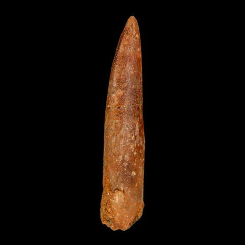 1.6" Rebbachisaurus Sauropod Fossil Tooth Early Cretaceous Dinosaur COA, Display - Fossil Age Minerals