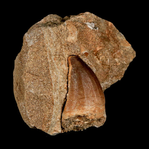 1.5" Mosasaur Prognathodon Fossil Tooth In Matrix Cretaceous Dinosaur Era COA - Fossil Age Minerals