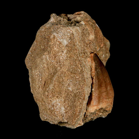 1.5" Mosasaur Prognathodon Fossil Tooth In Matrix Cretaceous Dinosaur Era COA - Fossil Age Minerals