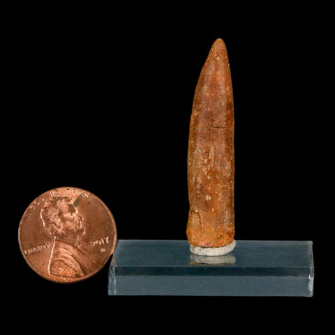 1.6" Rebbachisaurus Sauropod Fossil Tooth Early Cretaceous Dinosaur COA, Display - Fossil Age Minerals