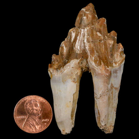 2.5" Basilosaurus Tooth Rooted Prehistoric Whale 34 Mil Yrs Old Late Eocene COA - Fossil Age Minerals