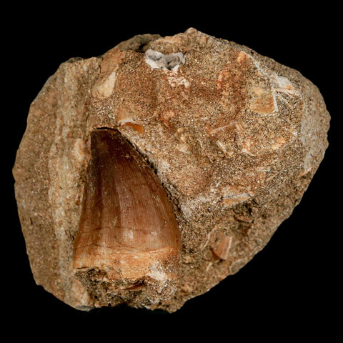 1.5" Mosasaur Prognathodon Fossil Tooth In Matrix Cretaceous Dinosaur Era COA - Fossil Age Minerals