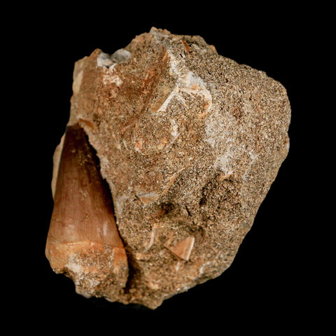 1.5" Mosasaur Prognathodon Fossil Tooth In Matrix Cretaceous Dinosaur Era COA - Fossil Age Minerals