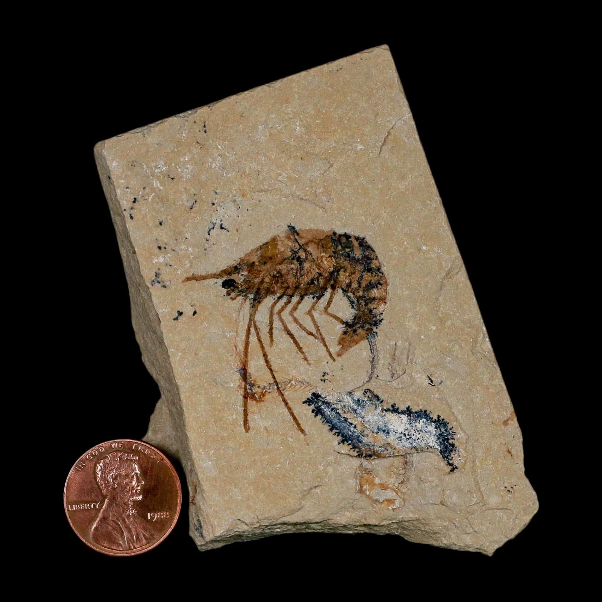 1.3" Fossil Shrimp Carpopenaeus Cretaceous Age 100 Mil Yrs Old Lebanon COA - Fossil Age Minerals
