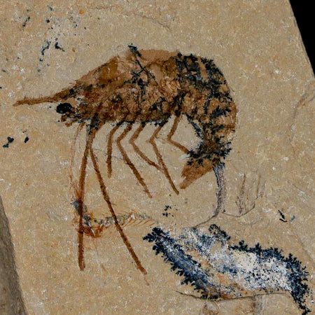 1.3" Fossil Shrimp Carpopenaeus Cretaceous Age 100 Mil Yrs Old Lebanon COA