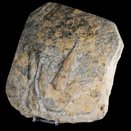 4.5" Grallator Variabilis Dinosaurs Tracks Foot Prints Jurassic Age France COA, Stand