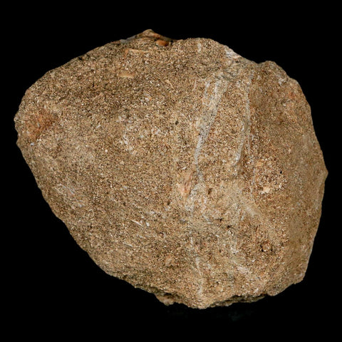 1.5" Mosasaur Prognathodon Fossil Tooth In Matrix Cretaceous Dinosaur Era COA - Fossil Age Minerals