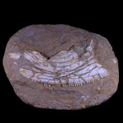 11.5" Eutrichiurides Fossil Fish Jaw Teeth In Matrix Cretaceous Dinosaur Era Morocco