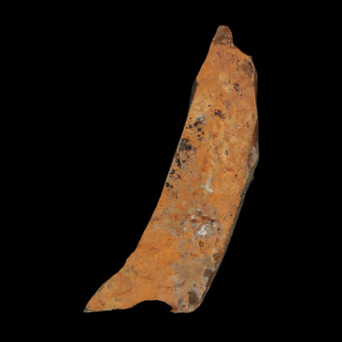 1.2" Tyrannosaurus Rex Fossil Bone Dinosaur Lance Creek Formation Wyoming COA