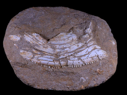 11.5 Eutrichiurides Fossil Fish Jaw Teeth In Matrix Cretaceous Dinosaur Era Morocco - Fossil Age Minerals