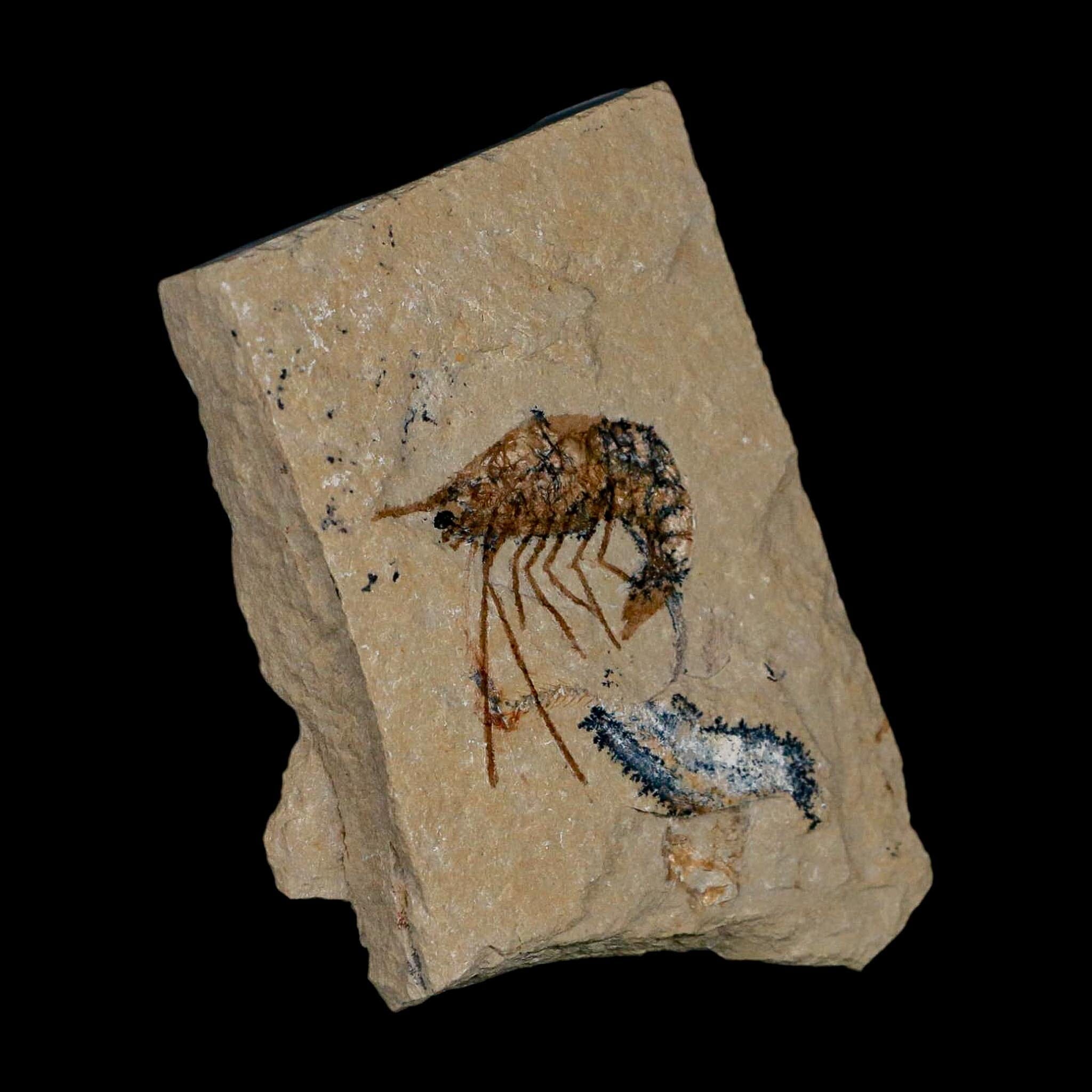 1.3" Fossil Shrimp Carpopenaeus Cretaceous Age 100 Mil Yrs Old Lebanon COA - Fossil Age Minerals