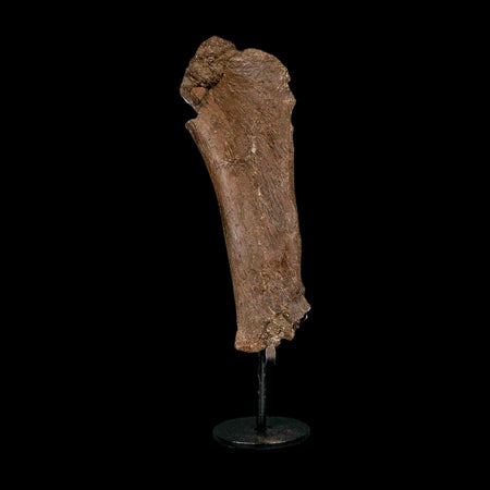 6.7" Triceratops Fossil Rib Bone Hell Creek FM Cretaceous Dinosaur MT COA Metal Stand