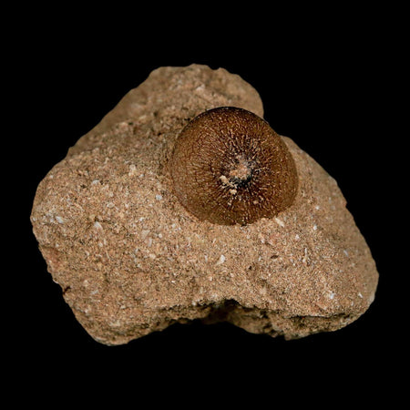 0.7" Mosasaur Globidens Fossil Tooth In Matrix Cretaceous Dinosaur Era COA