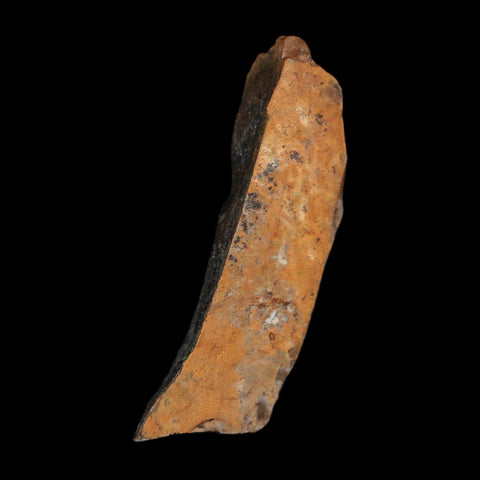 1.2" Tyrannosaurus Rex Fossil Bone Dinosaur Lance Creek Formation Wyoming COA