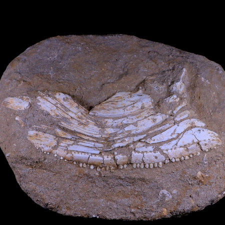 11.5" Eutrichiurides Fossil Fish Jaw Teeth In Matrix Cretaceous Dinosaur Era Morocco