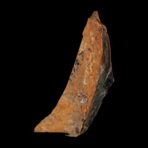 1.2" Tyrannosaurus Rex Fossil Bone Dinosaur Lance Creek Formation Wyoming COA