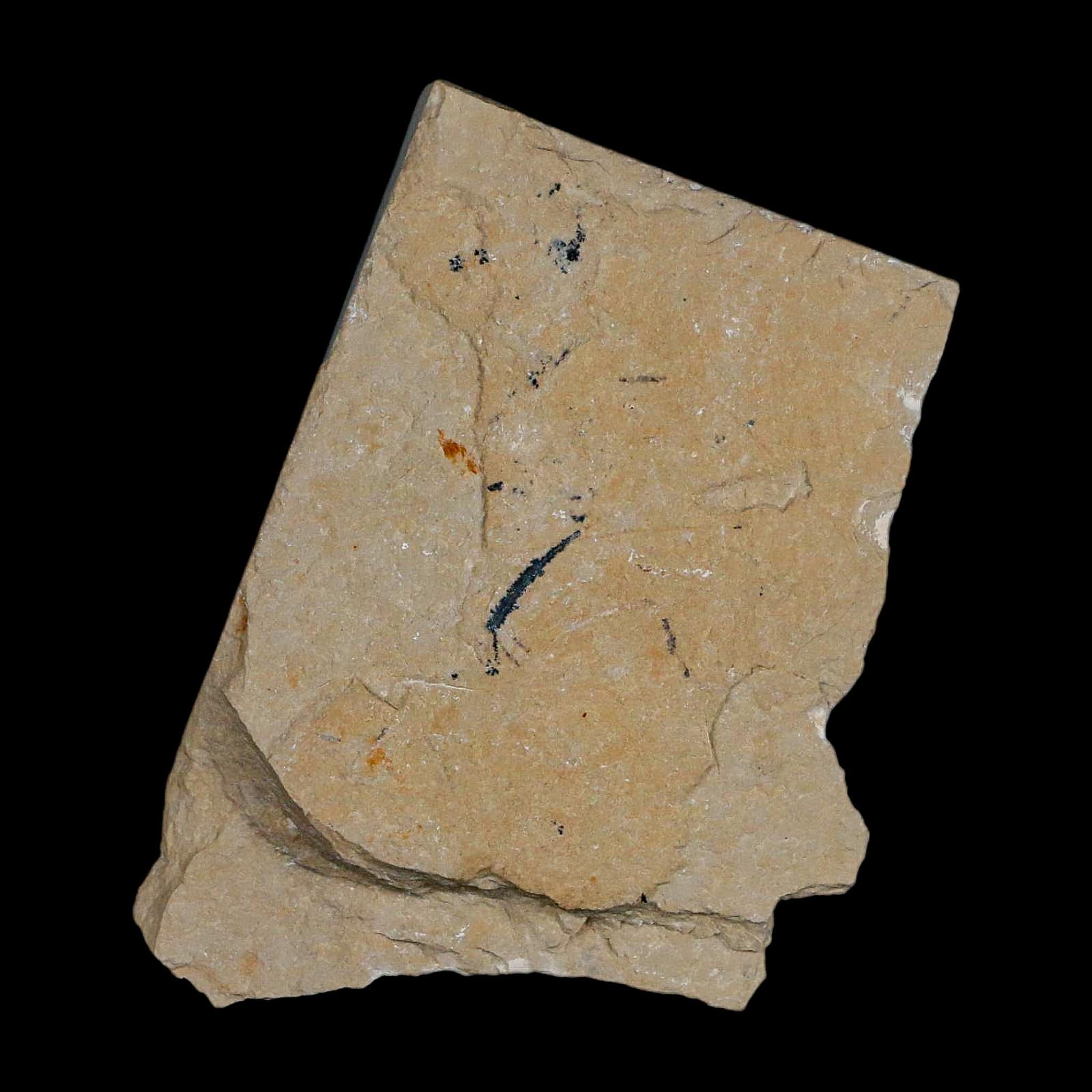 1.3" Fossil Shrimp Carpopenaeus Cretaceous Age 100 Mil Yrs Old Lebanon COA - Fossil Age Minerals