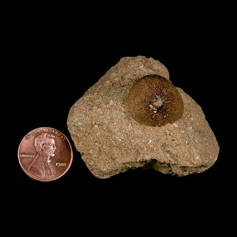 0.7" Mosasaur Globidens Fossil Tooth In Matrix Cretaceous Dinosaur Era COA - Fossil Age Minerals