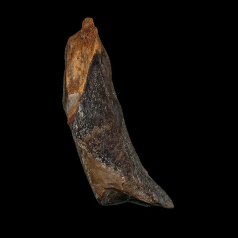 1.2" Tyrannosaurus Rex Fossil Bone Dinosaur Lance Creek Formation Wyoming COA