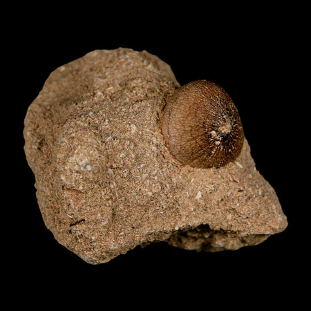 0.7" Mosasaur Globidens Fossil Tooth In Matrix Cretaceous Dinosaur Era COA