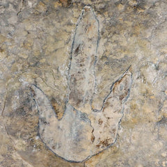 5" Grallator Variabilis Dinosaurs Tracks Foot Prints Jurassic Age France COA, Stand